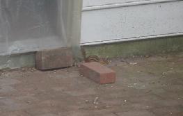 A chipmonk sneaking birdseed - 8/4/2001
