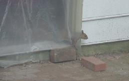 A squirrel sneaking birdseed - 8/4/2001
